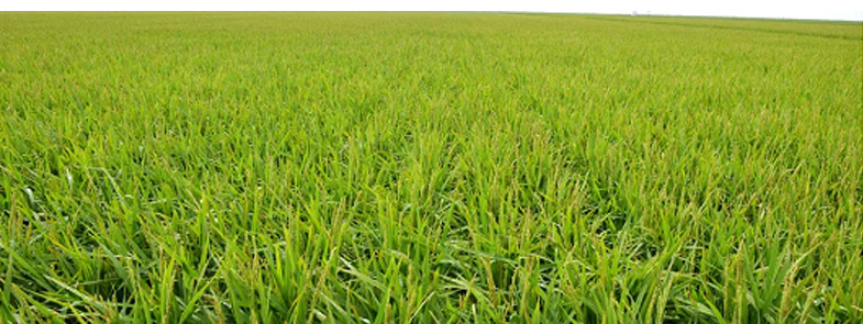 農藥好色先生TV在线观看效果圖