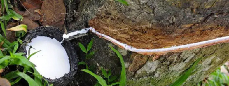 天然橡膠好色先生TV在线观看